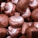 양송이 카카오 검색결과