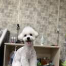 개털깎는마리오 이미지