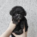 버디독 강아지분양 안심분양센터 서울 영등포점 이미지