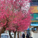 마주봄복지용구센터 | 2026 전남 꽃축제 순천 매곡동 홍매화 탐매마을축제 후기
