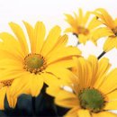 확인불가 이미지