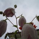 청안농장 이미지