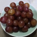 🍇신품종 클라넷포도/[사랑꽃농장님] 이미지