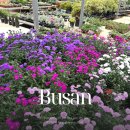 꽃내린영농조합법인 | 부산 꽃시장 미래화훼단지 영업시간 가는길 화분 가격 연휴 주차장