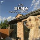 마당 | 가평 애견동반 펜션 음악의숲 신상 독채 감성숙소 B동 잔디마당 바베큐 후기