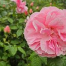 꽃이랑나무랑 이미지