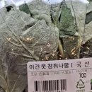 용호탕 | 2025 조이올팍 페스티벌 후기(feat.영지소녀)