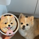 오해피댕 이미지