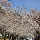 계룡산동학사노래연습장 | 공주 동학사 벚꽃축제 개화 상태