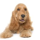 라온동물병원 이미지