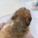 허그몽몽 이미지