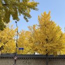 효자로 | 효자로 은행나무 카페 카멜커피 서촌점 - 은행나무 스팟 중 1등