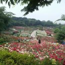 장미농원 Daum카페