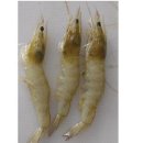 Vibrio parahemolyticus와 WSSV 혼합감염에 의한 저염분 사육 흰다리새우 이미지