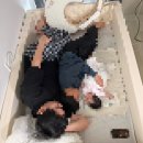 스타월드 | 꿈비 클린범퍼 월드스타 특대형 (내돈내산 후기)