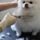 강아지 호텔 이미지