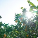 침향부부한의원 이미지