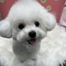 펫마켓 서구점 이미지