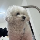 멍키매직 이미지