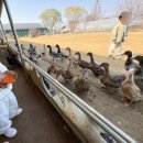 꼬꼬농장 | 일산 꼬꼬체험관 🐓 먹이 포함 가성비 최고! 두돌 아기 무료 체험 추천