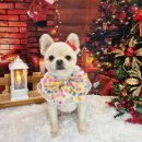 댕댕아야옹 이미지