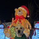 댄싱도그 이미지