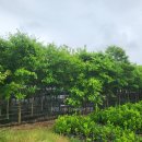 이팝나무 팝니다 규격 : 5R - 12R 수고 : 4 - 5 미터 수량 : 500 여주 전북 완주군 판매 이미지