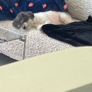 네일하는 강아지 | [글로시은] 울산 북구 네일 페디 추천, 이라쓰고 강아지랑 놀다온 후기