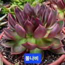 불나비 - 밀양시 시청서1길 5 | 불나비