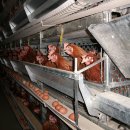 구구농장 이미지