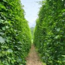 승부농장 이미지