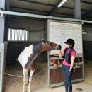 마복 | [오프엔DOH&gt;ICN] 새로운 취미 승마레슨 시작(곁들임 : 승마악세사리, 승마복, 승마장 후기)