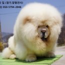차우차우