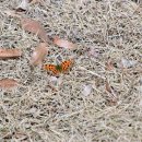 화원유원지 이미지