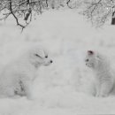 청려원동물병원 이미지