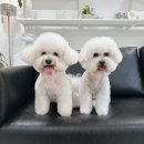 미코 그루밍 이미지