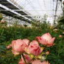 최대철농장 이미지