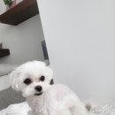 브라보 마이펫 이미지