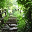 돼지개띠 이미지