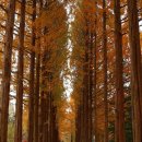 [모집중] 서울근교 가을 낭만여행 : 가을의 낭만이 우수수 쏟아지는 남이섬 & 아침고요수목원 이미지