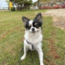 2880 | 강화 석모도 스카이랜드 카라반 리조트 15호[ASPEN 2880] 애견동반 내돈내산 후기♥