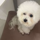 아따멍멍 미용앤호텔 이미지