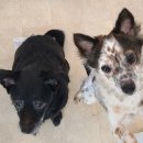 퍼피엔젤스 이미지