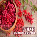 구기자! 피로회복에 특효약이다. 이미지