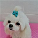 할리우드펫 이미지