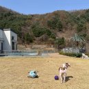 우다다애견펜션 이미지