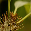 인천대공원(식물원 뒤) 이미지