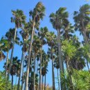 토종흑염소 이미지