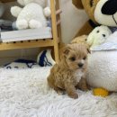 강아지천국 | [24시간 언제든 방문 가능한 데일리독 의정부점 – 귀여운 강아지 천국에 다녀온 후기]