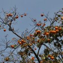 월하초당 이미지